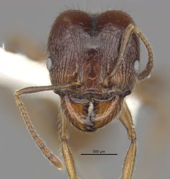 Media type: image;   Entomology 34271 Aspect: head